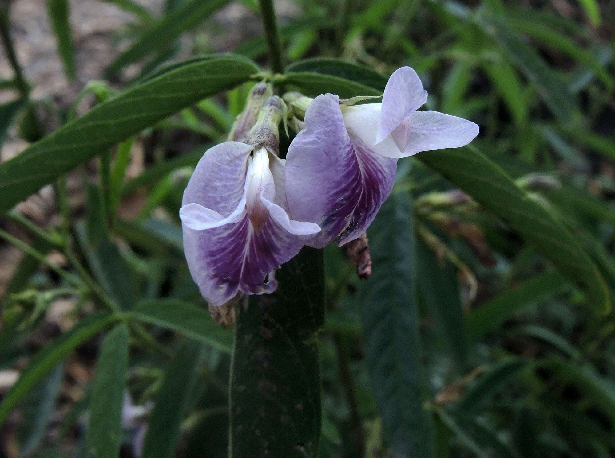 Plancia ëd Clitoria triflora S. Watson