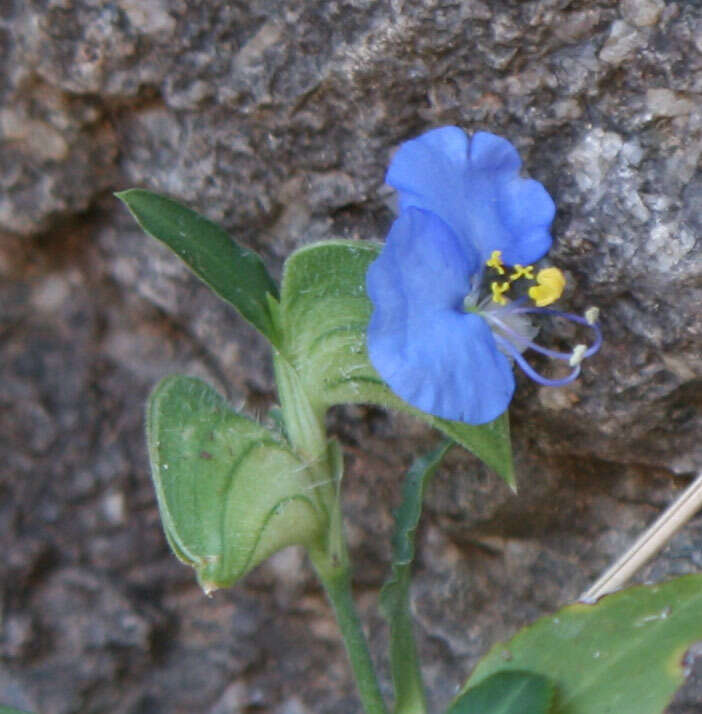 Image of Blousel Blommetjie