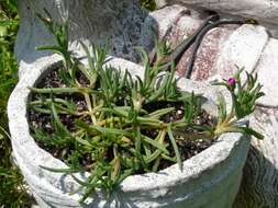 Imagem de Delosperma cooperi (Hook. fil.) L. Bol.