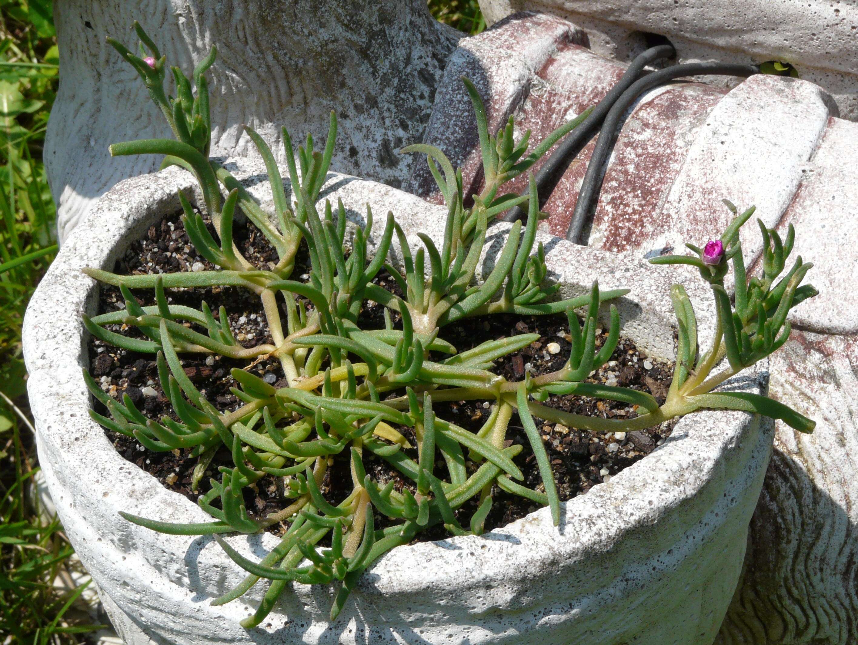 Imagem de Delosperma cooperi (Hook. fil.) L. Bol.