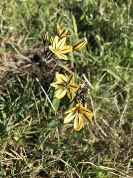 Sivun Triteleia ixioides subsp. unifolia L. W. Lenz kuva