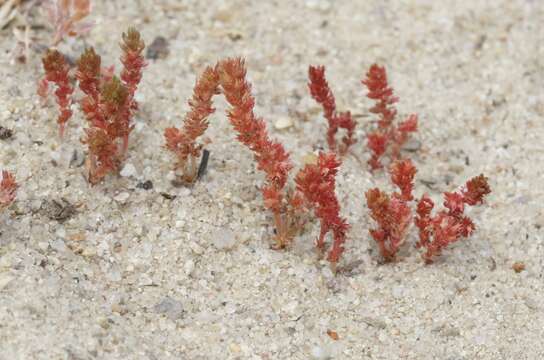 Image of Mossy Stonecrop