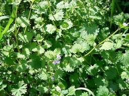 Image of Ground ivy