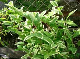 Image of Angular Solomon's Seal