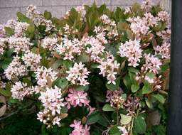 Sivun Rhaphiolepis indica var. umbellata (Thunb. ex Murray) H. Ohashi kuva