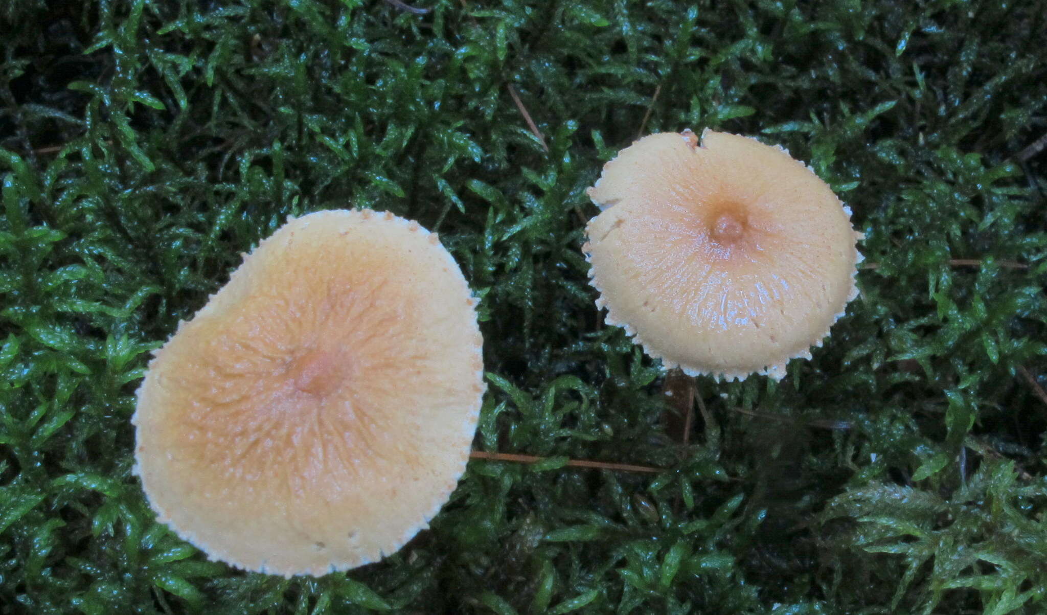 Image de Cystoderma amianthinum var. rugosoreticulatum (F. Lorinser) Bon