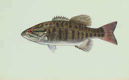 Image of Smallmouth Bass