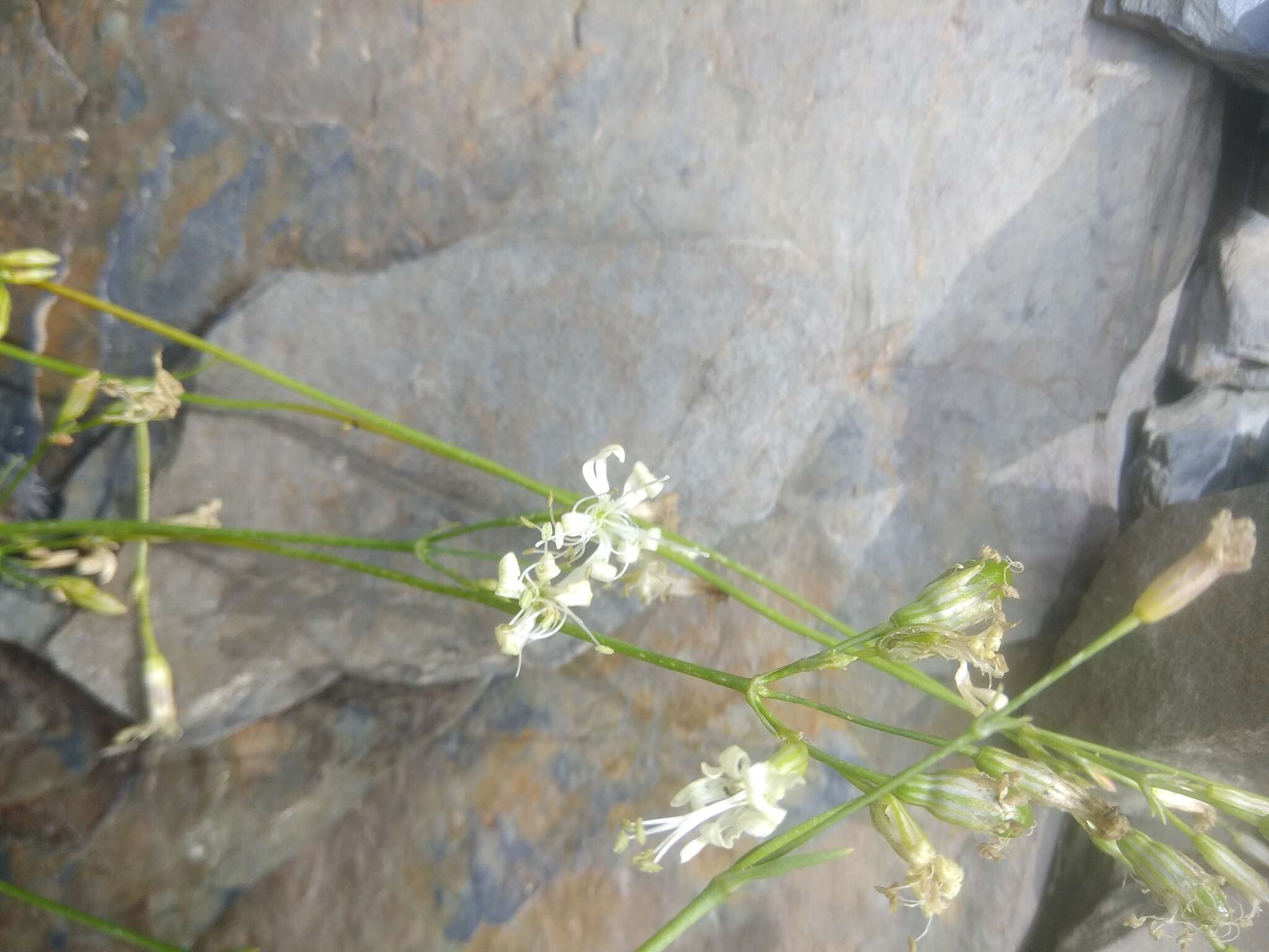 Image de Silene dagestanica Rupr.