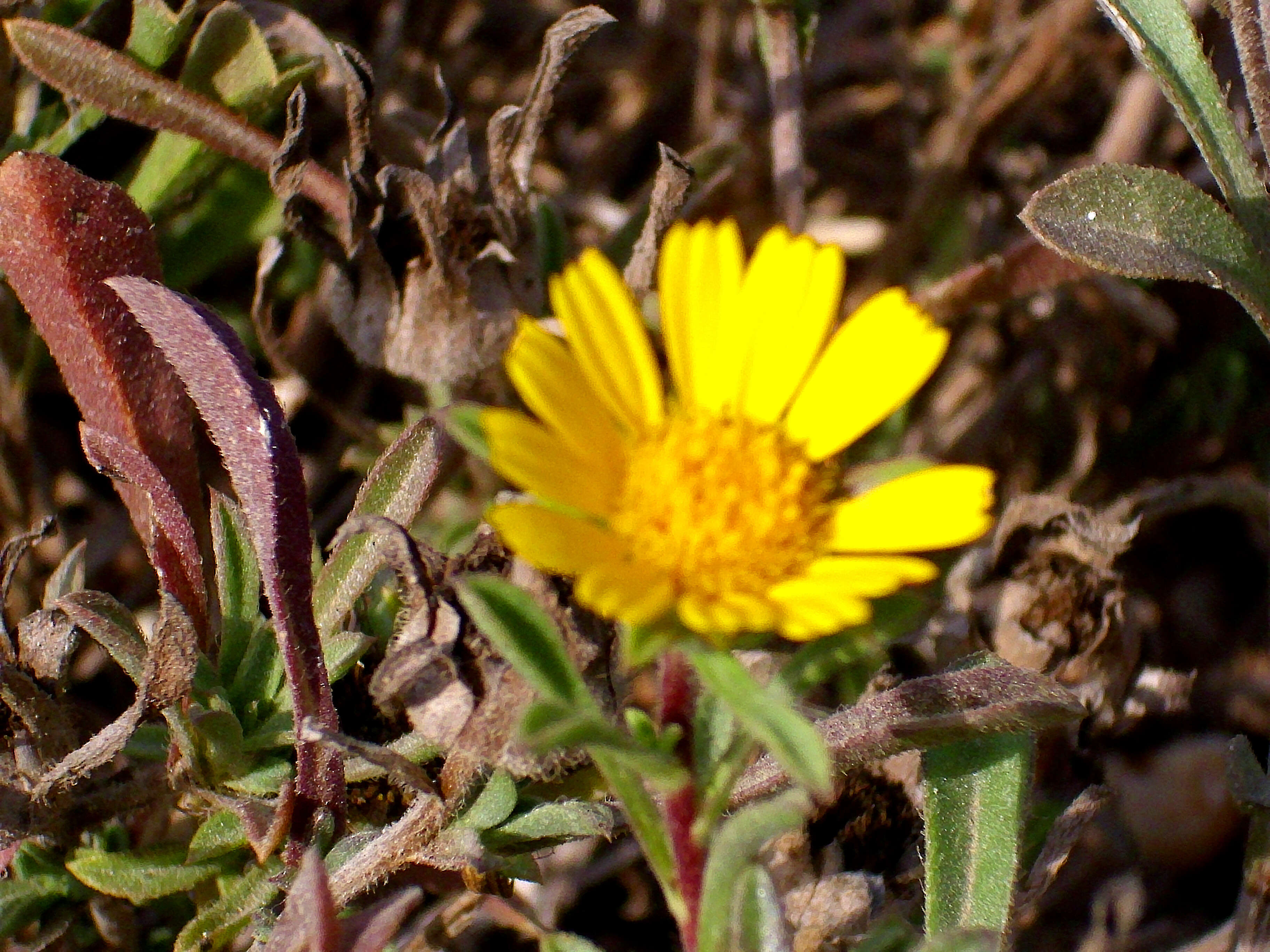 Image of estrella de mar