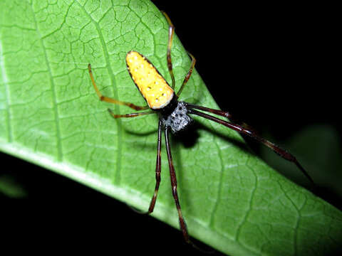 Imagem de Nephila vitiana (Walckenaer 1847)