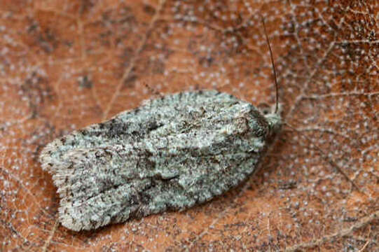 Image of Acleris literana Linnaeus 1758