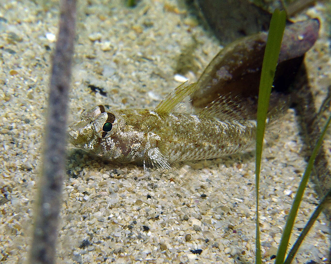 Image of Australian sailfin goby