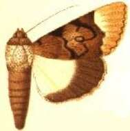 Audea bipunctata Walker 1857的圖片