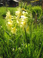 Image of oxlip