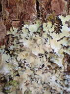 Image of parmotrema lichen