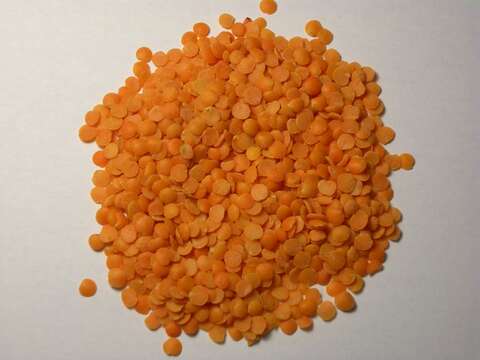 Image of lentil