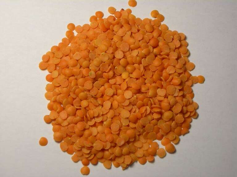 Image of lentil