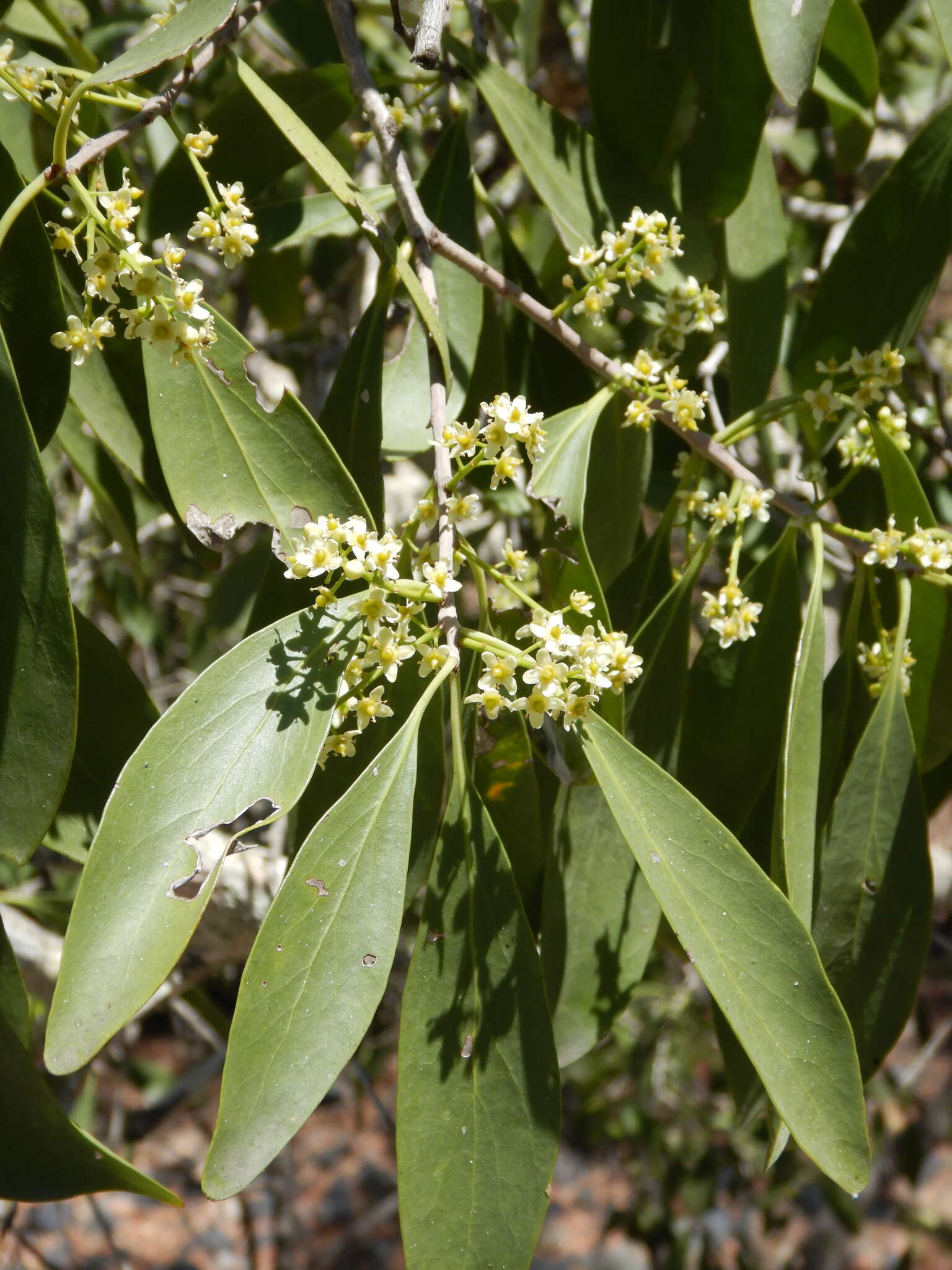 Image of Denhamia disperma (F. Müll.) M. P. Simmons