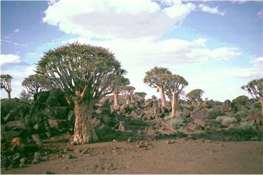 Image de Aloidendron dichotomum (Masson) Klopper & Gideon F. Sm.