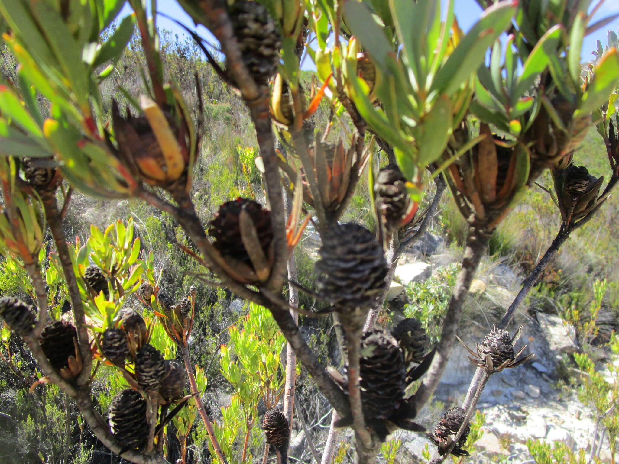 Sivun Leucadendron loeriense I. Williams kuva