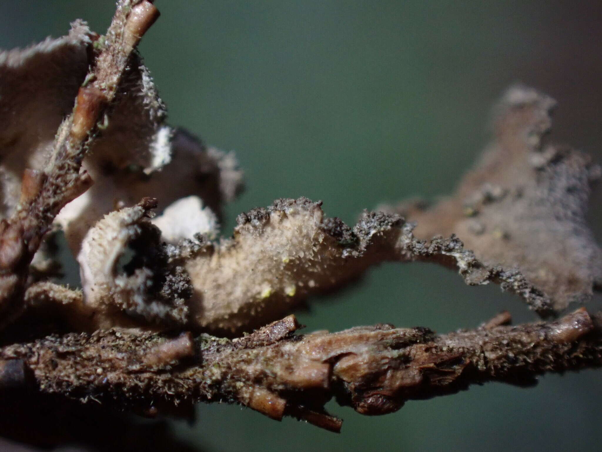 Image of Pseudocyphellaria mallota (Tuck.) H. Magn.