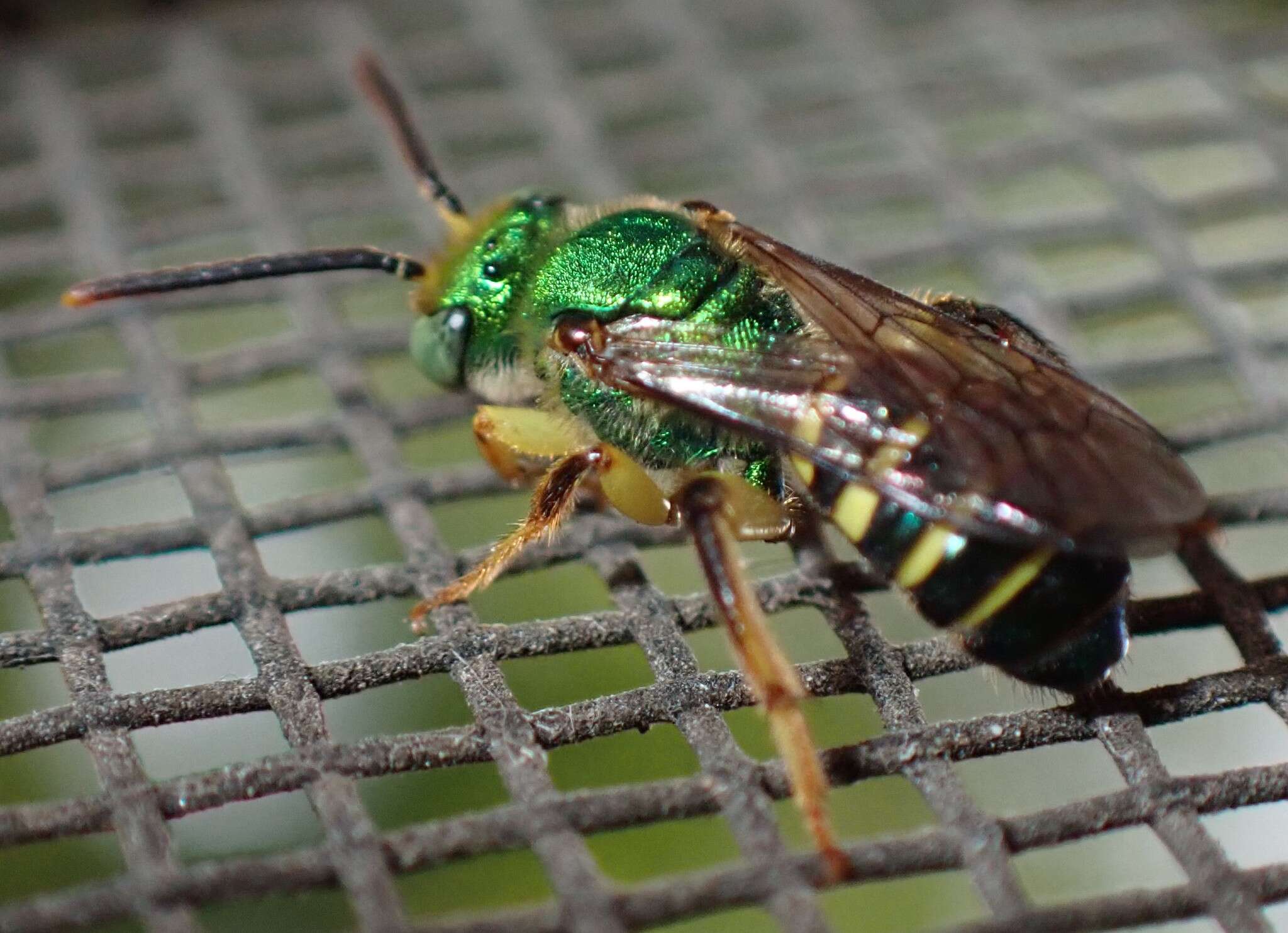 Image of Agapostemon poeyi (Lucas 1856)