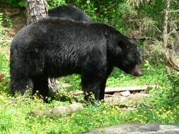 Image of bears