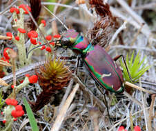 Image of Cicindela (Cicindela) purpurea purpurea A. G. Olivier 1790