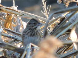 Image of Melospiza Baird & SF 1858