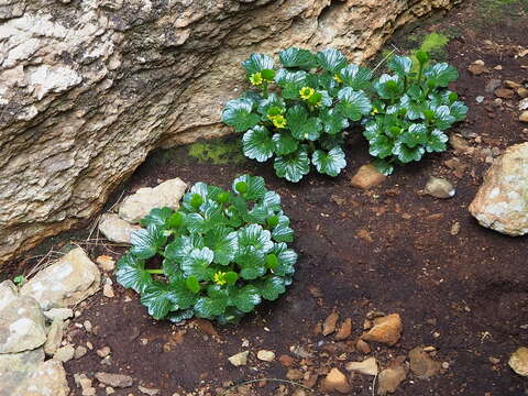 Ranunculus pinguis Hook. fil.的圖片