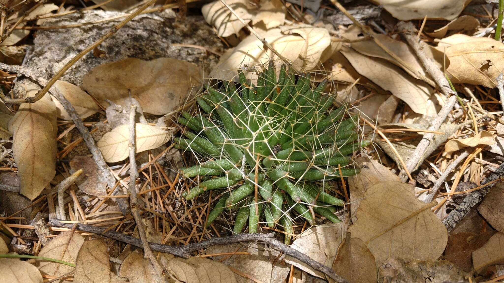 Image de Mammillaria decipiens Scheidw.