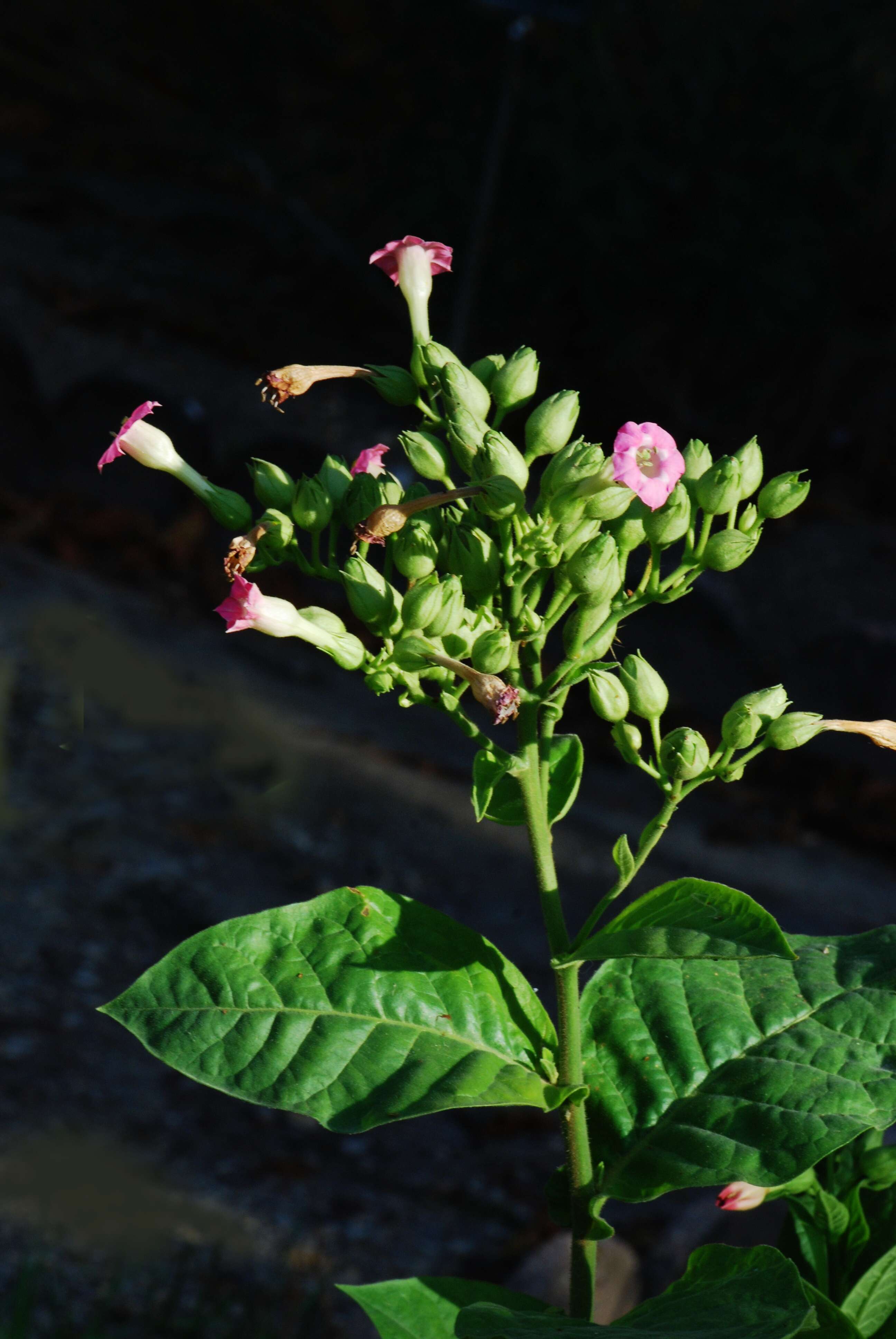 Image of cultivated tobacco