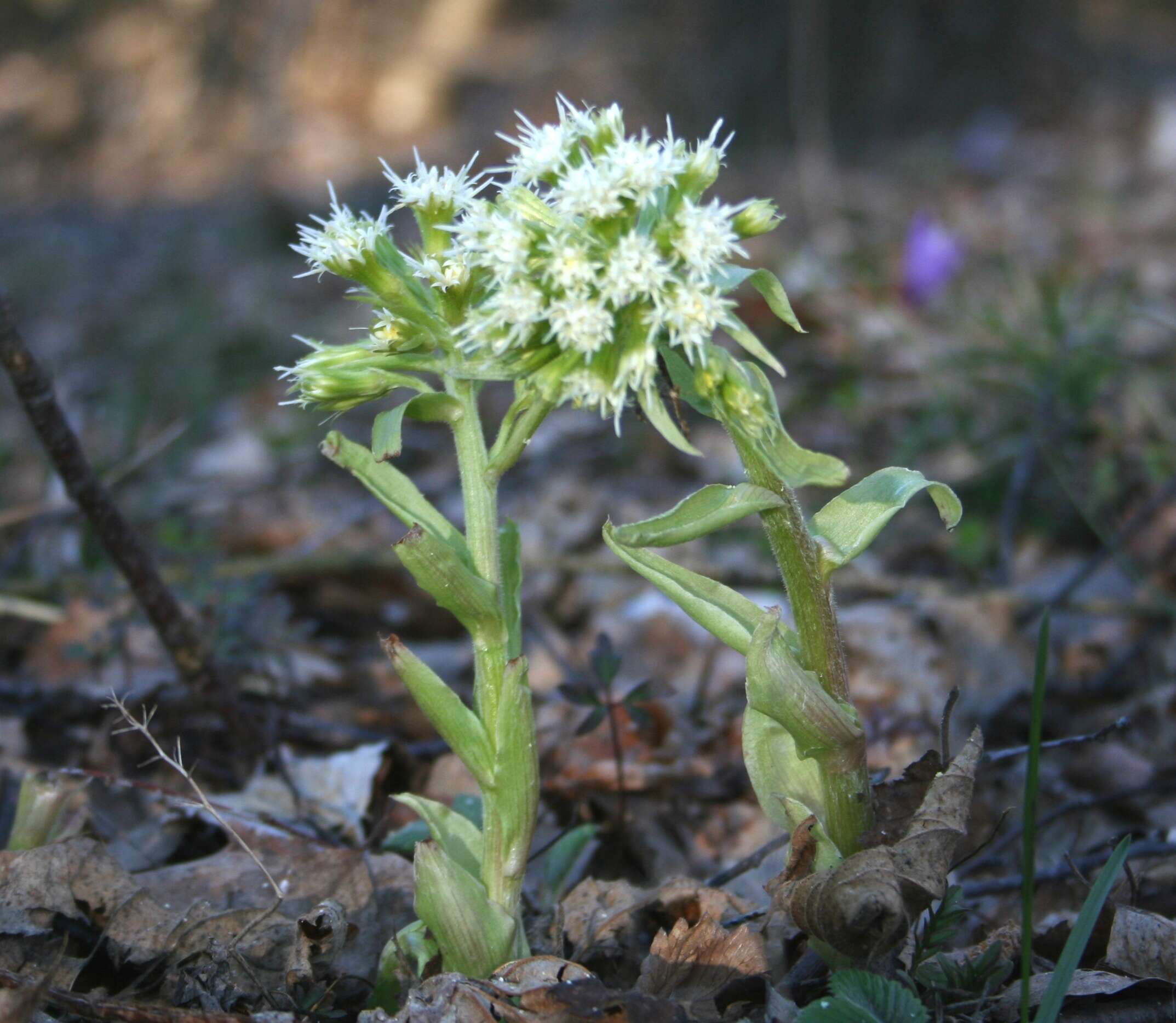 Image of Petasites albus (L.) Gaertn.