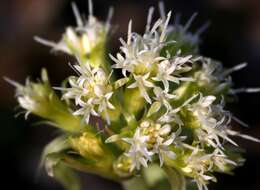 Image of Petasites albus (L.) Gaertn.