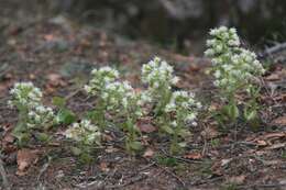 Image of Petasites albus (L.) Gaertn.