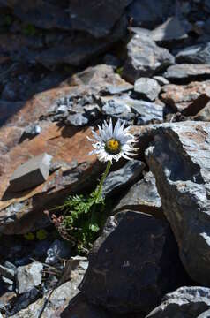 Image of Tanacetum richterioides (C. Winkl.) K. Bremer & C. J. Humphries