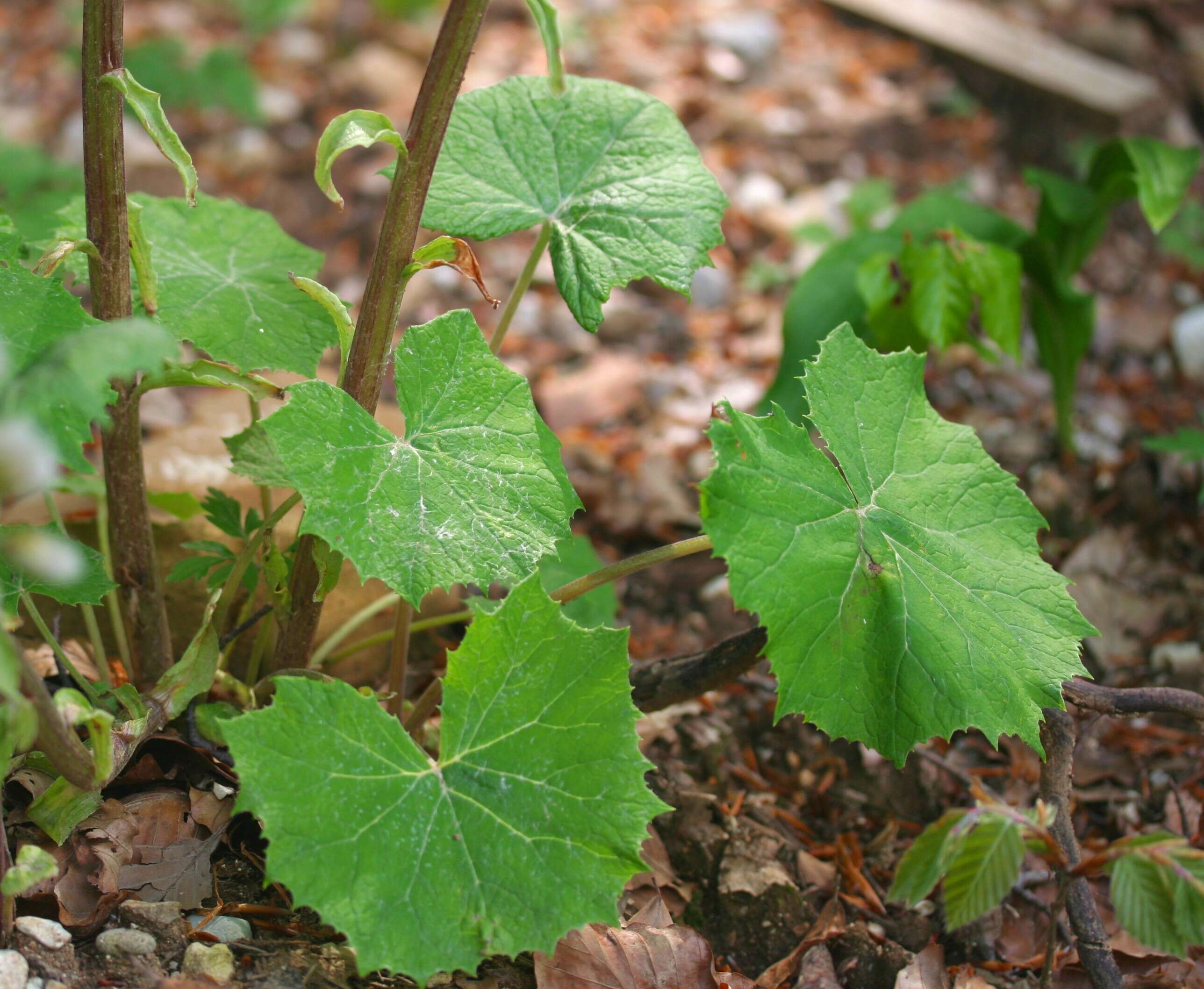 Image of Petasites albus (L.) Gaertn.