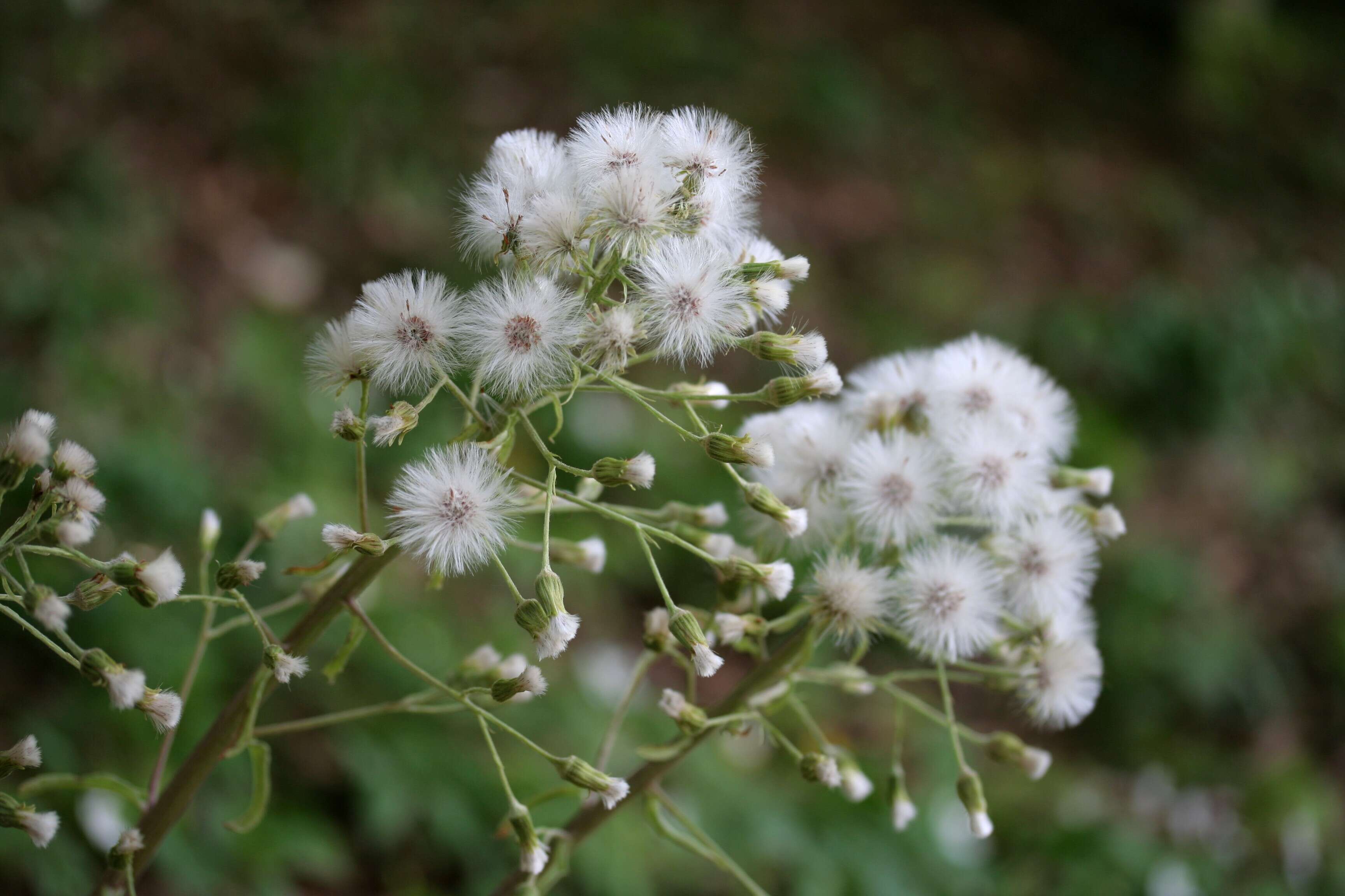 Image of Petasites albus (L.) Gaertn.