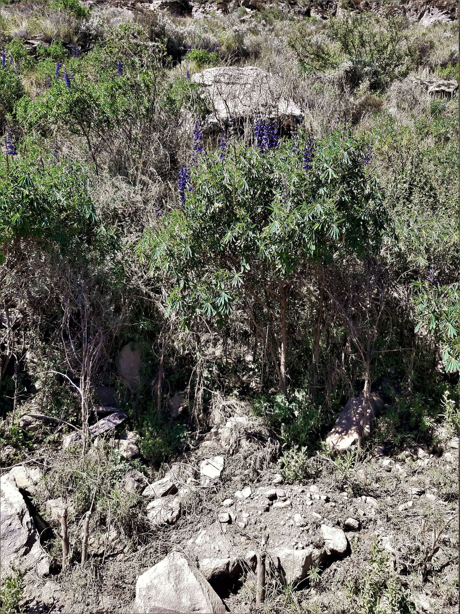 Image of Lupinus proculaustrinus C. P. Sm.