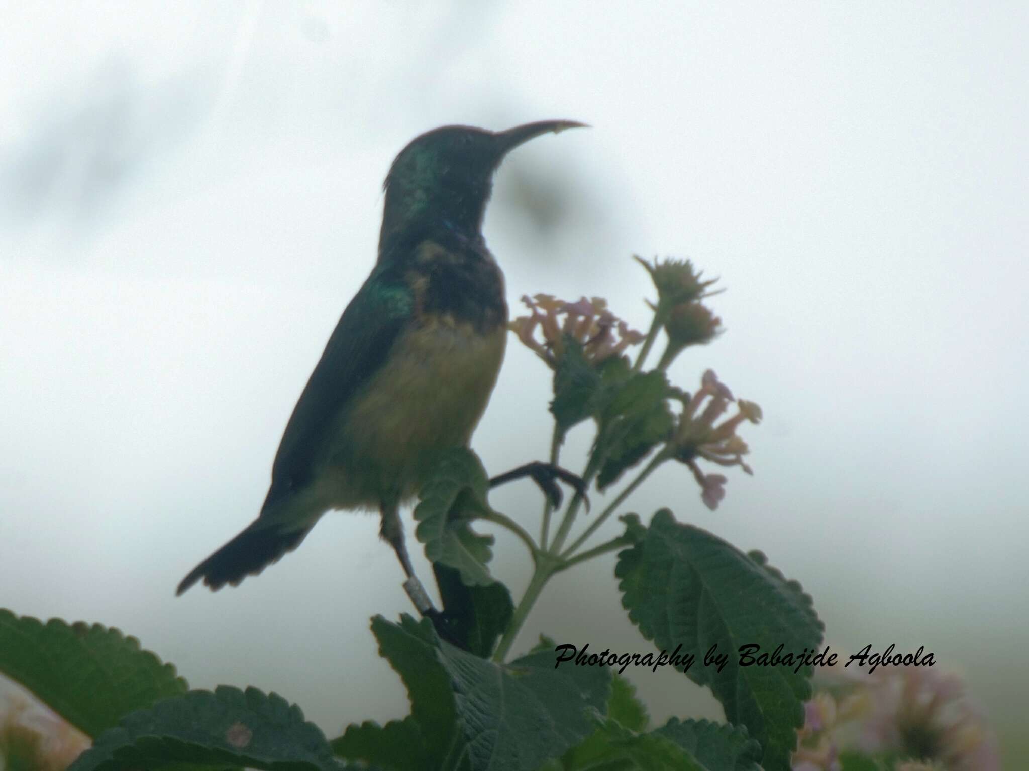 Plancia ëd Cinnyris venustus (Shaw 1799)