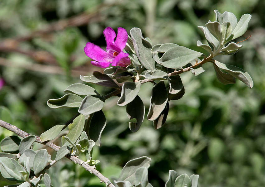 Imagem de Leucophyllum frutescens (Berl.) I. M. Johnston