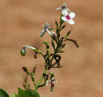 Image de Pseuderanthemum maculatum (Lodd.) I. M. Turner