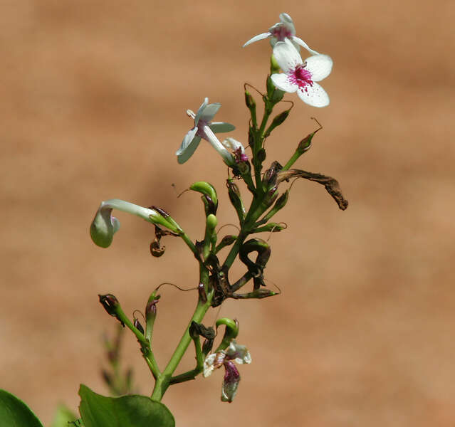 Image de Pseuderanthemum maculatum (Lodd.) I. M. Turner