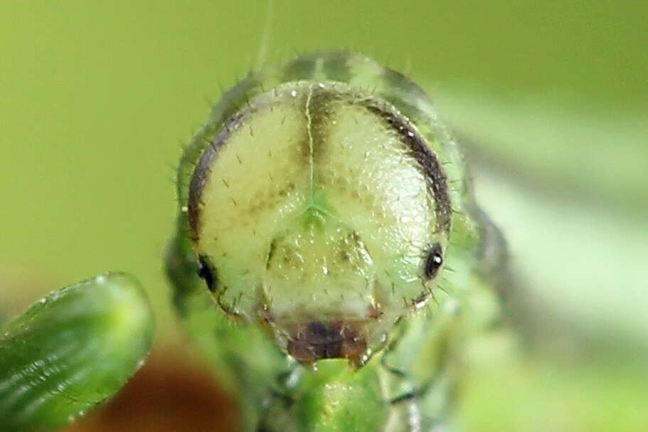 Image of <i>Euura scutellata</i>