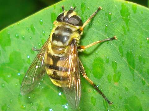 Image of Myathropa florea