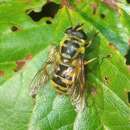 Image of Myathropa florea