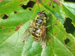 Image of Myathropa florea