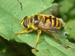 Image of Myathropa florea