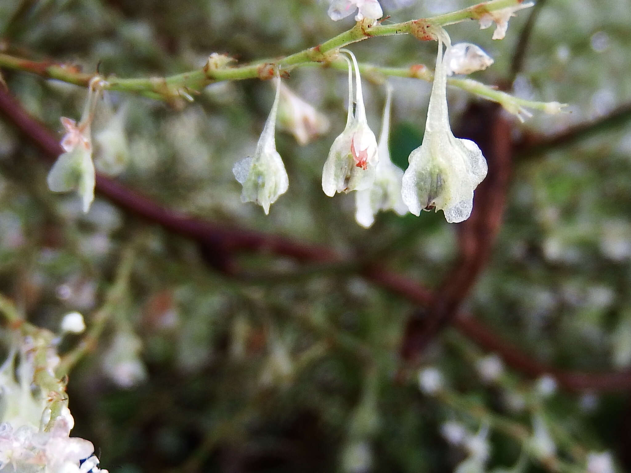 صورة Fallopia multiflora (Thunb.) K. Haraldson