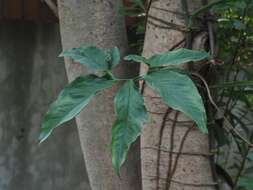 Imagem de Syngonium angustatum Schott